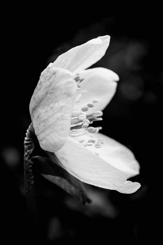 Warum Schwarz-Weiß-Fotos oft emotionaler wirken